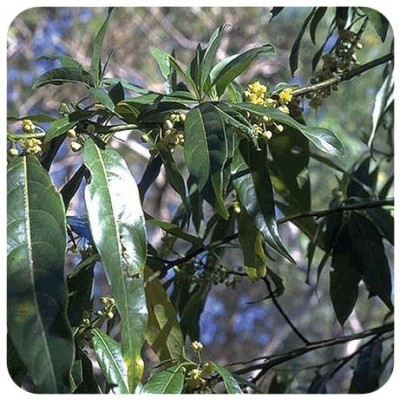 Comprar PRANAROM ACEITE ESENCIAL VERBENA EXOTICA 10 ML al mejor precio en NuestraFarma, tu farmacia online