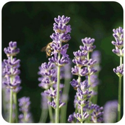 Comprar PRANAROM ACEITE ESENCIAL ESPLIEGO MACHO 10 ML al mejor precio en NuestraFarma, tu farmacia online