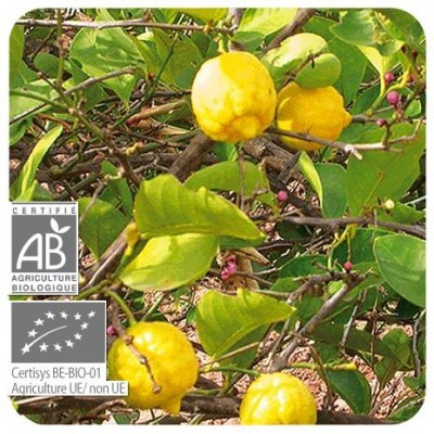 Comprar PRANAROM LIMON CASCARA ACEITE ESENCIAL BIO 10 ML al mejor precio en NuestraFarma, tu farmacia online