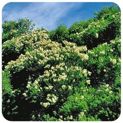 Comprar PRANAROM ACEITE ESENCIAL ARBOL DE TE BIO 30 ML al mejor precio en NuestraFarma, tu farmacia online